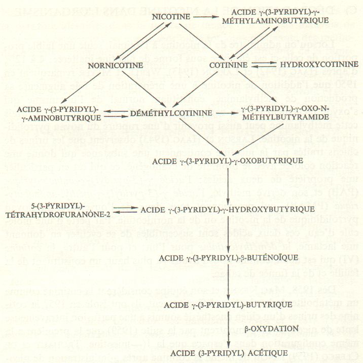 schema_nicotine.jpg (69919 octets)